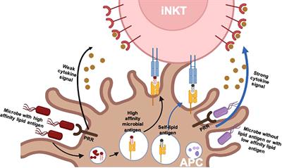 CD8+ T-cell immunity orchestrated by iNKT cells